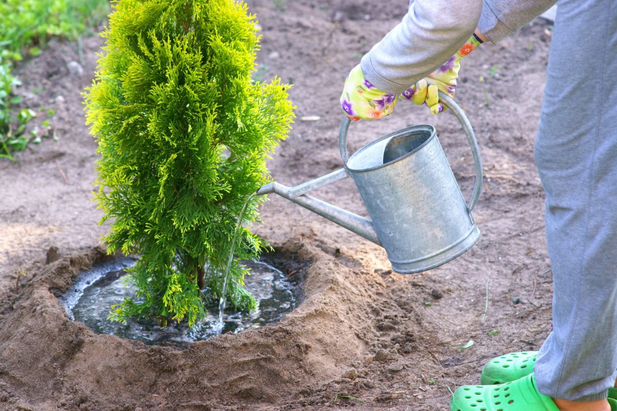 Thuja occidentalis brabant kaufen