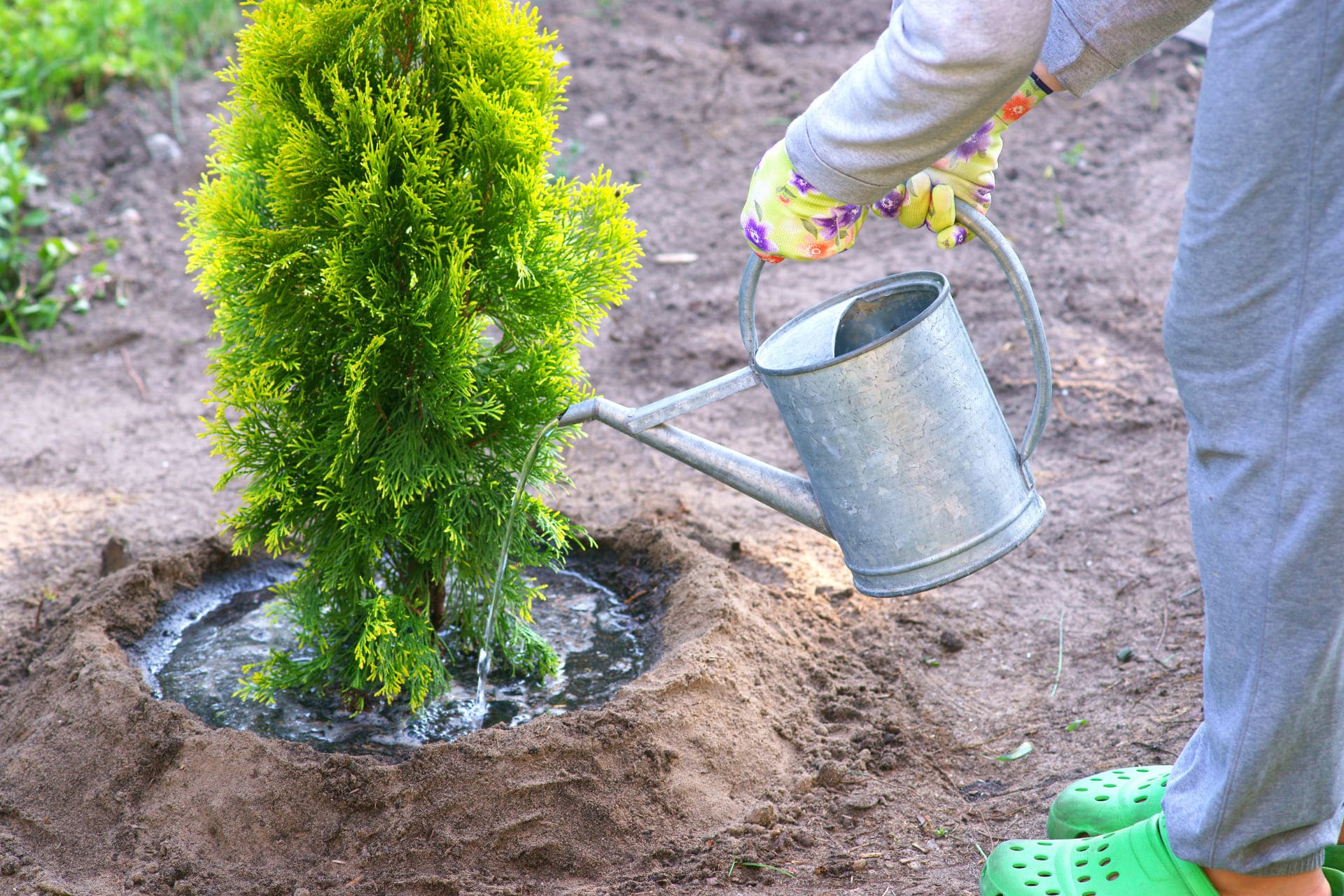 thuja-occidentalis-brabant-pflanzen-pflegen.jpg