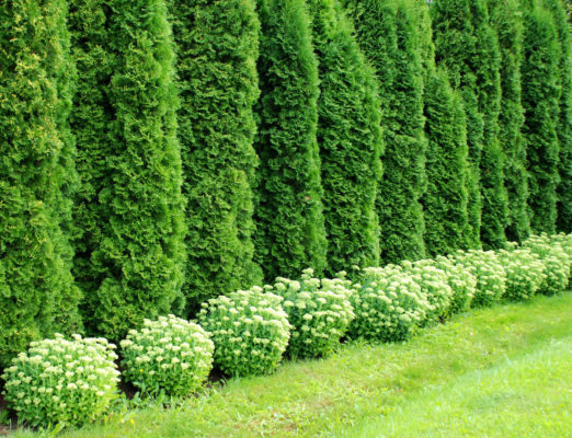 Thuja occidentalis Smaragd Hecke Infos & Ratgeber