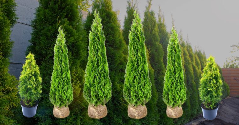 Thuja SmaragdHecke pflanzen & pflegen (7 Schritte) Hecken Helge