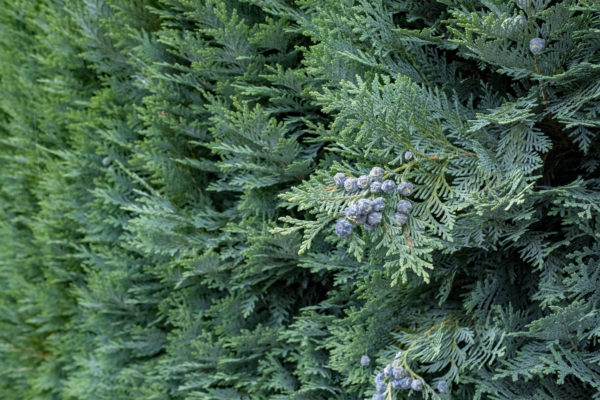 Chamaecyparis lawsoniana Columnaris Glauca Frucht