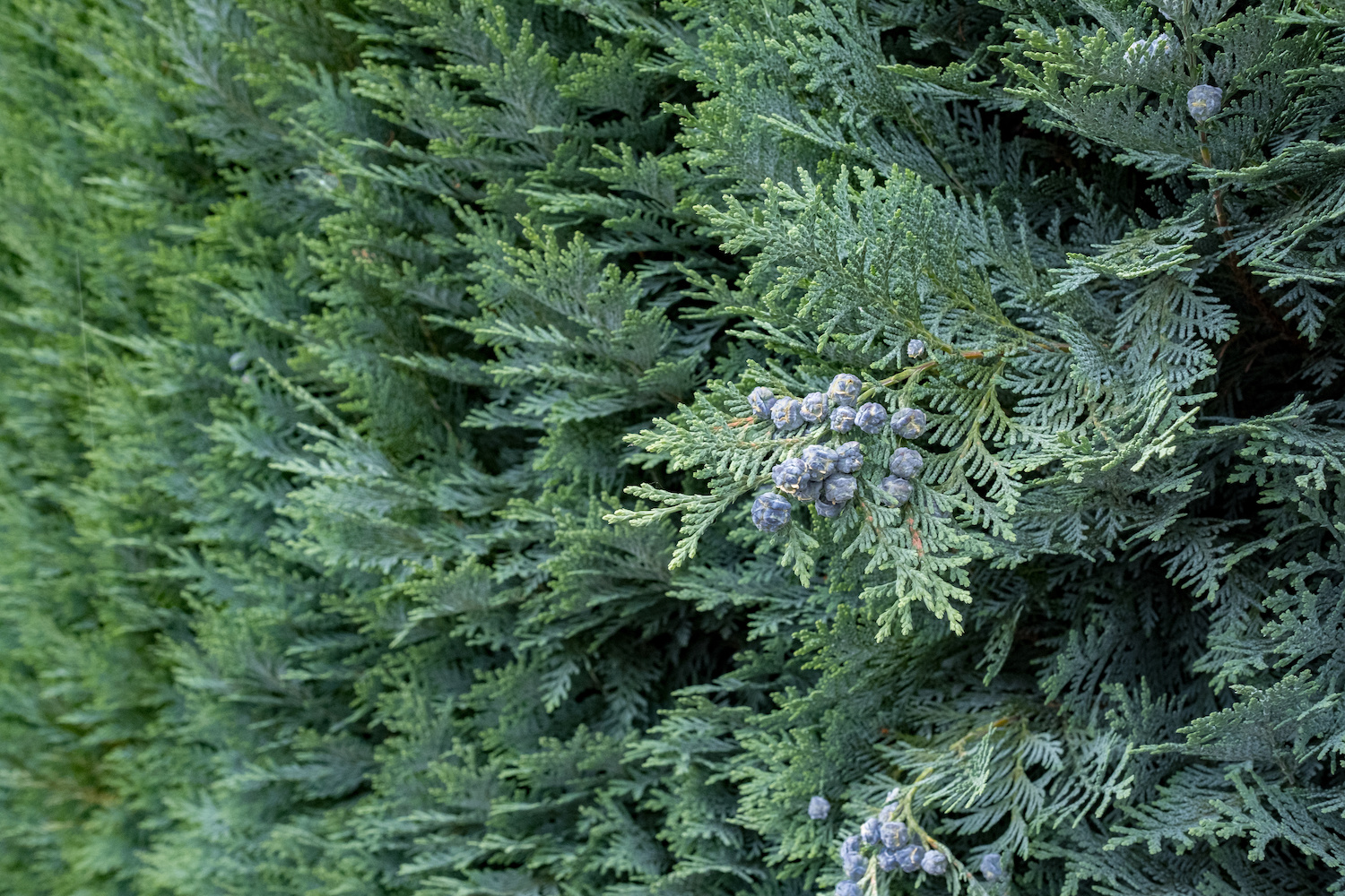 Chamaecyparis lawsoniana Columnaris Glauca  Steckbrief & Ratgeber