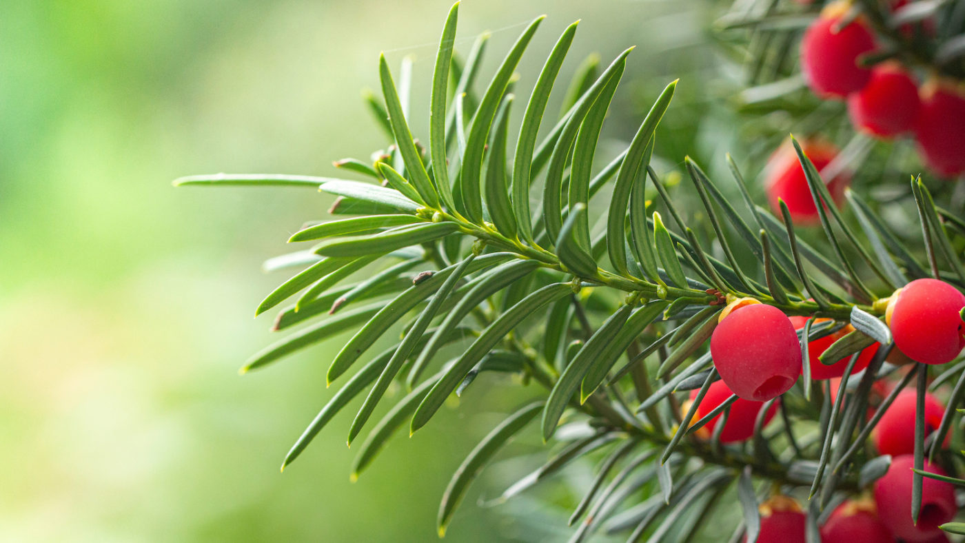 Taxus baccata » Steckbrief & Ratgeber Hecken Helge