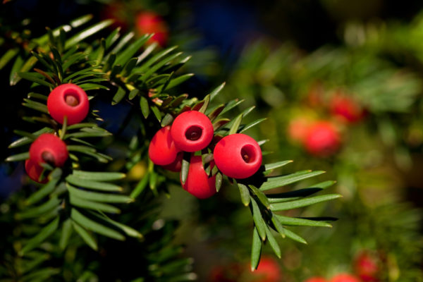 Taxus Baccata