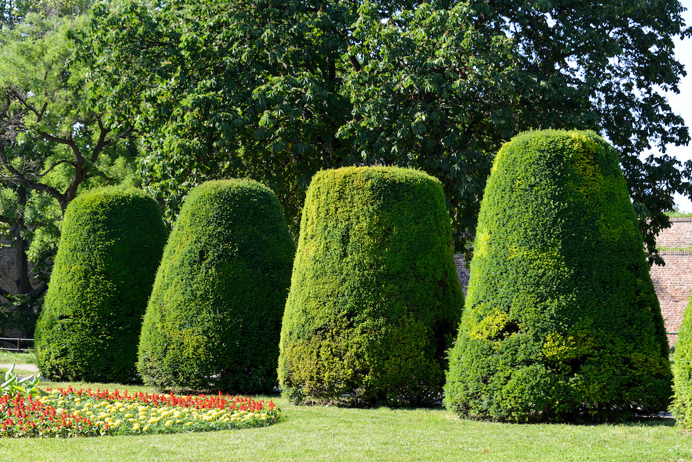 Taxus Baccata