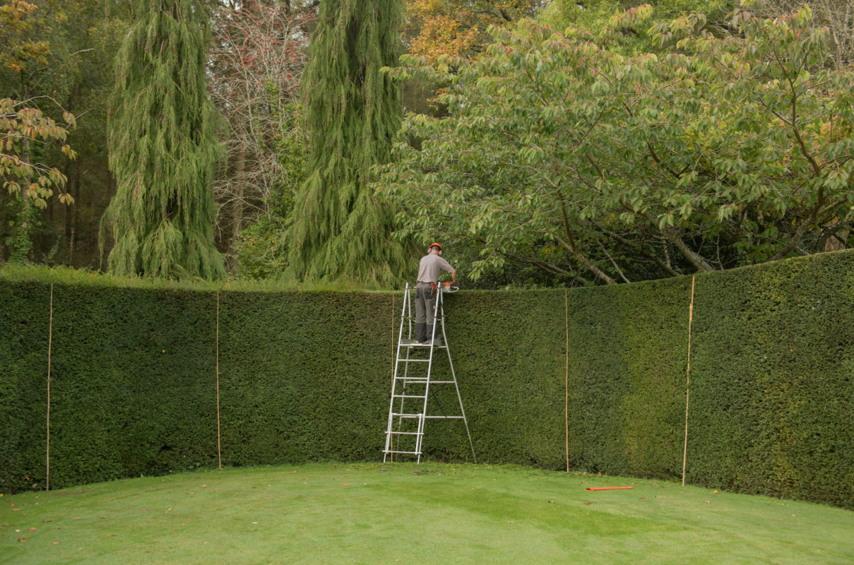 Taxus baccata