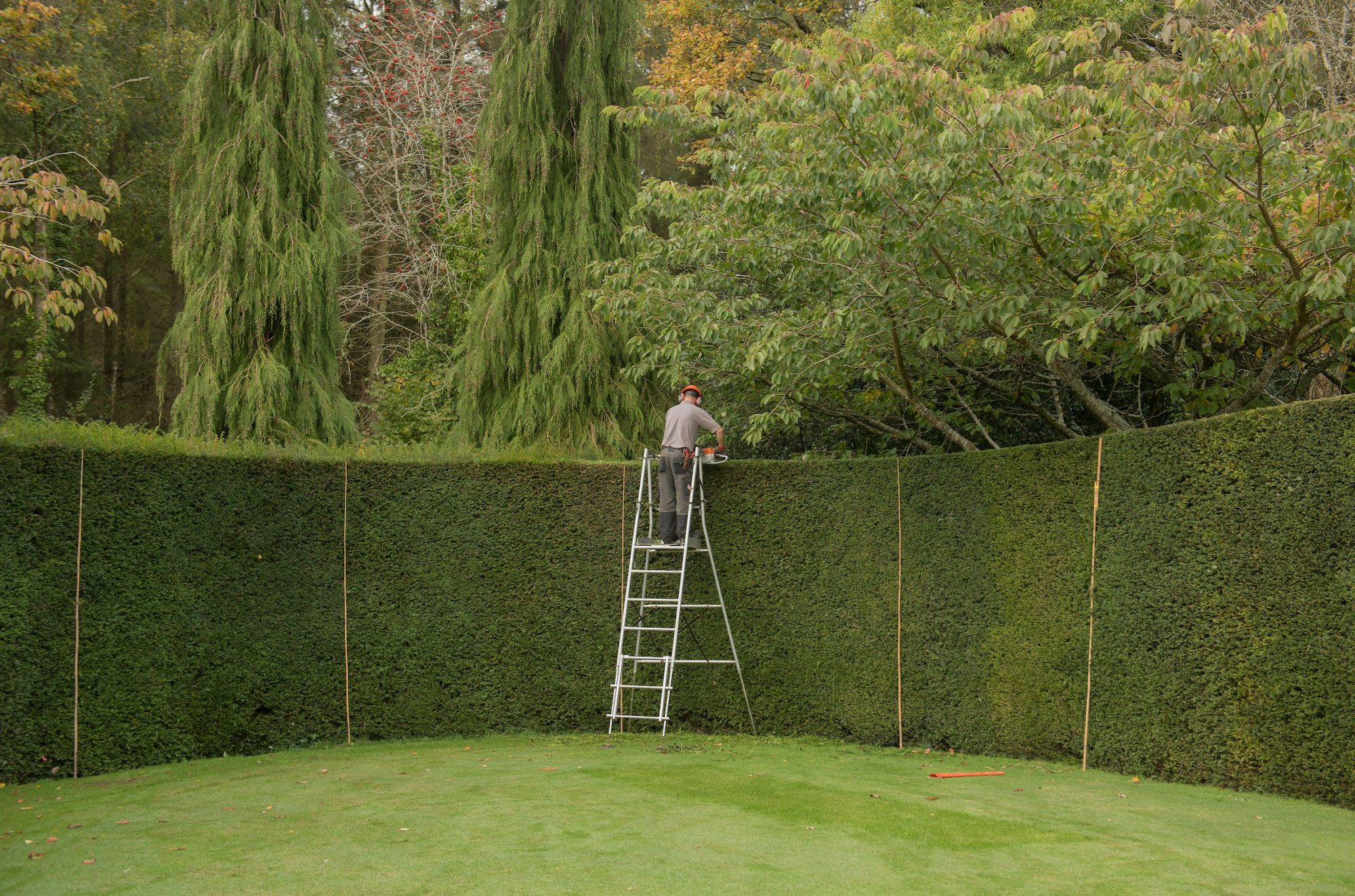 Taxus baccata