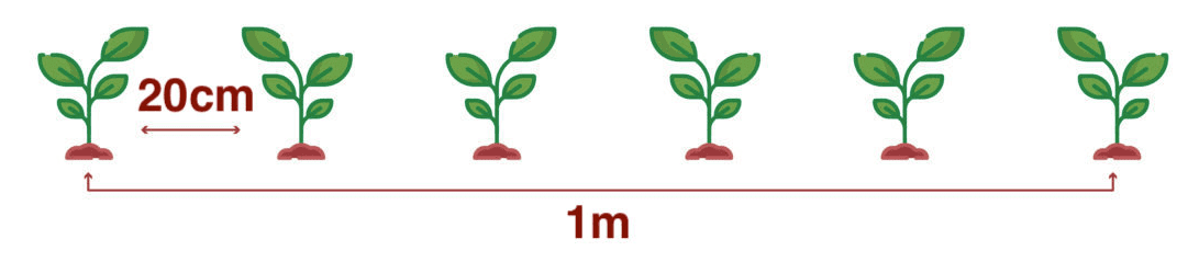 Dichte Hecke einreihig pflanzen