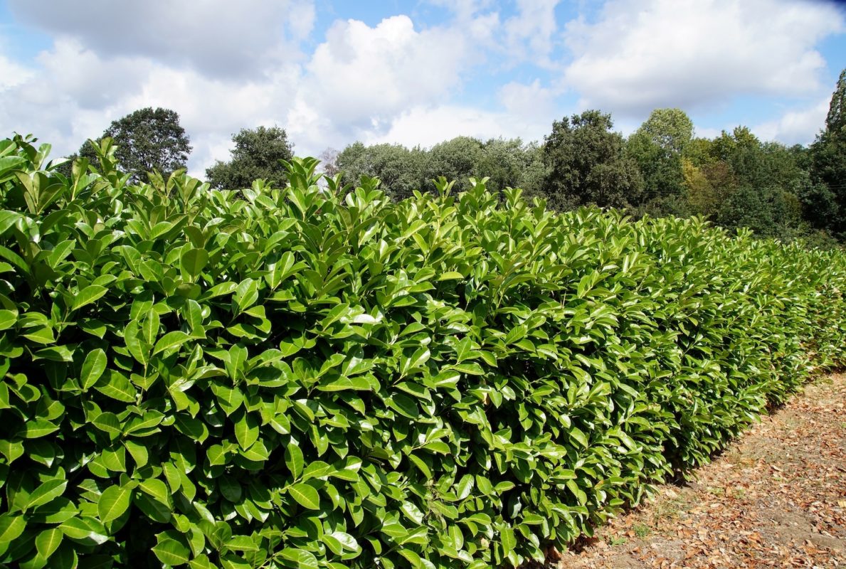 Prunus laurocerasus Genolia