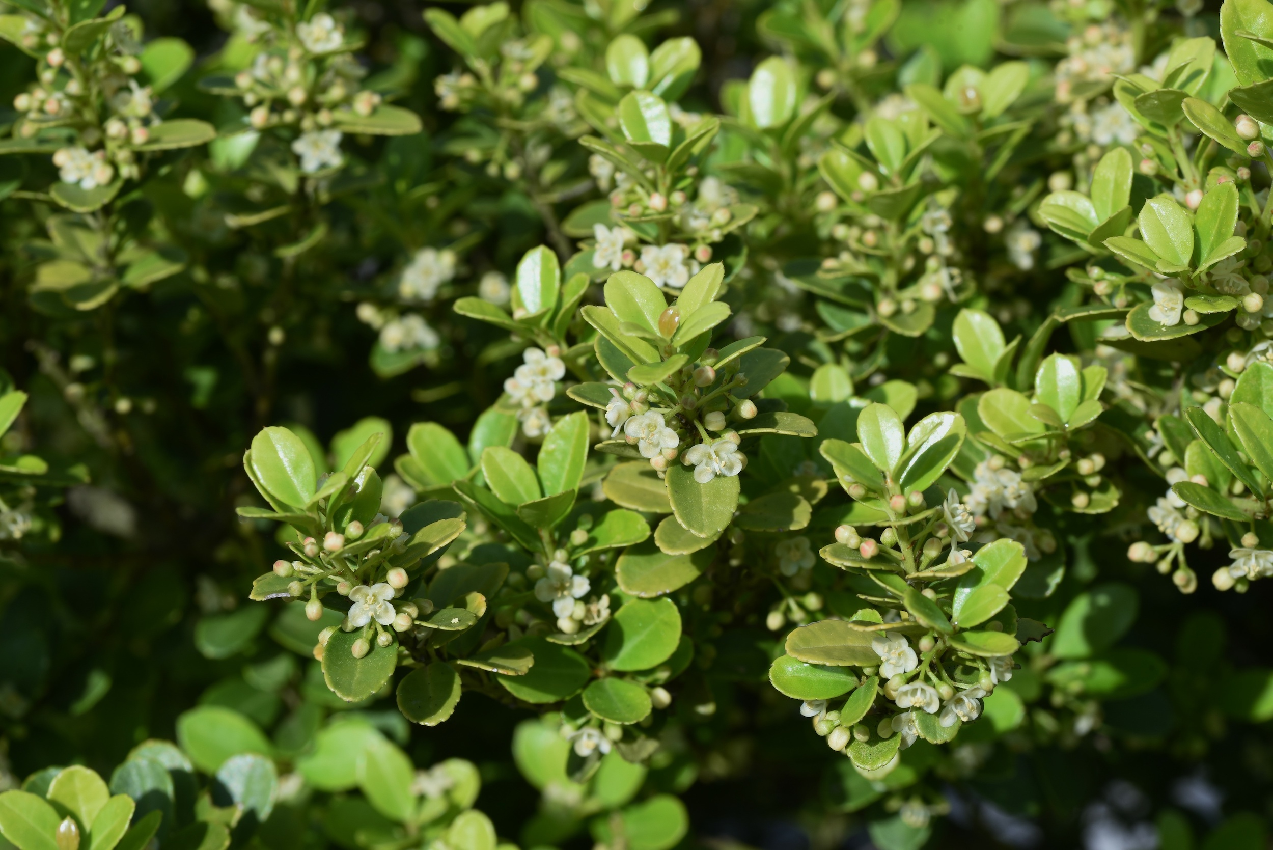 Ilex Crenata