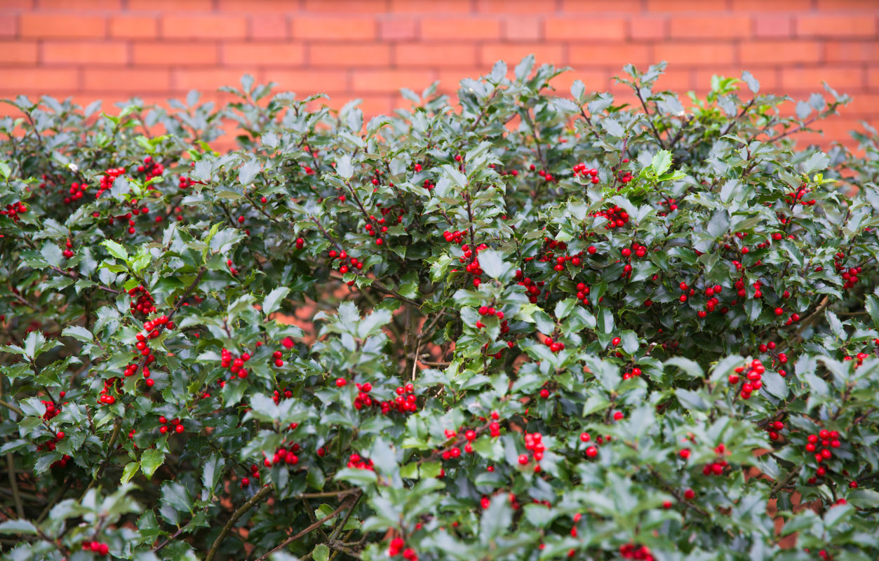 Gewöhnliche Stechpalme Ilex Aquifolium