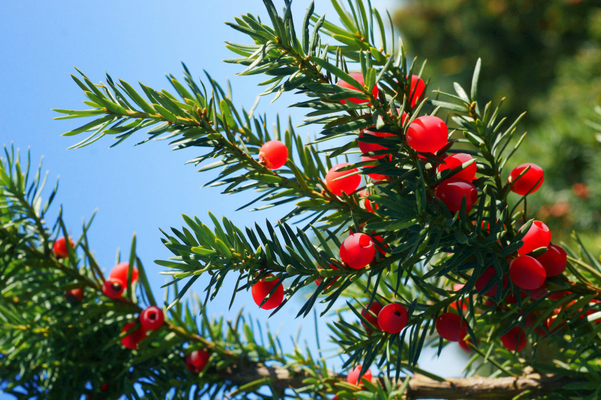 Taxus x media Hicksii