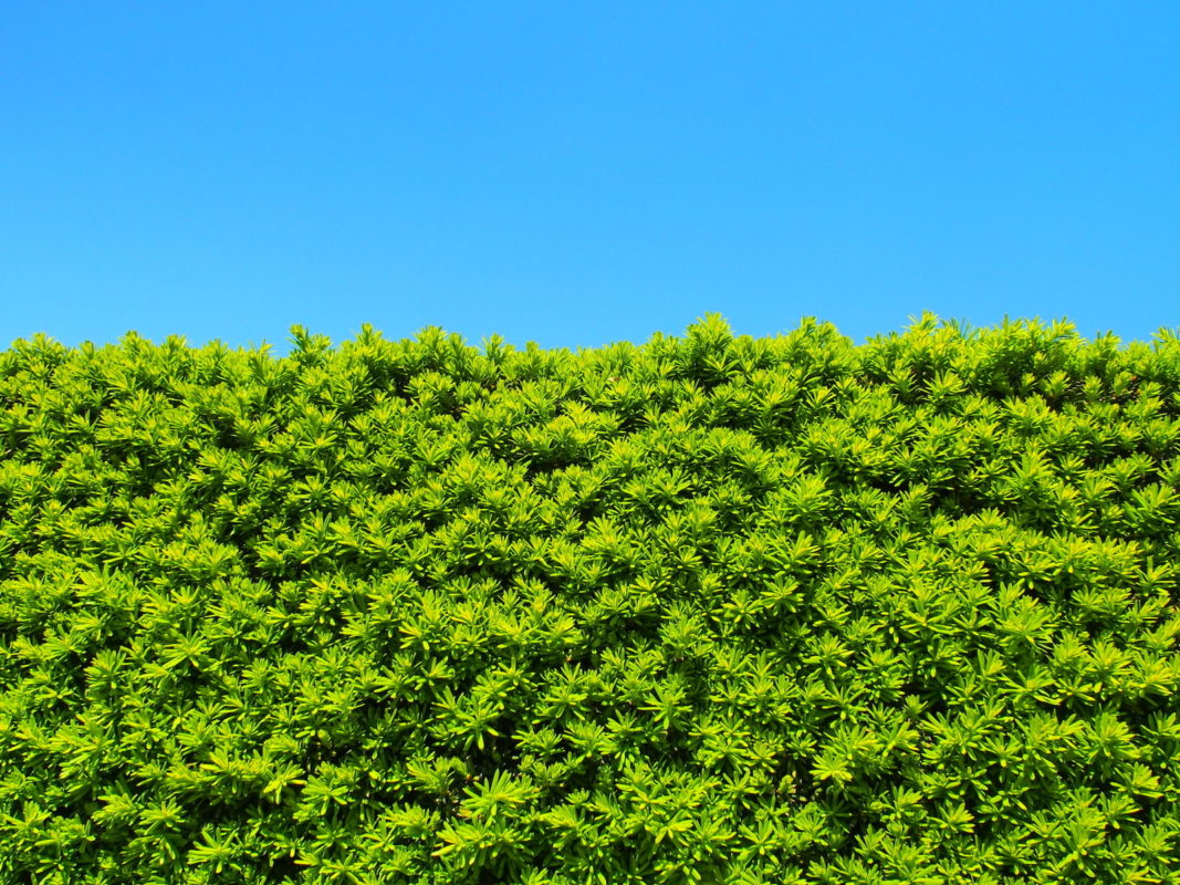 Taxus cuspidata - Japanische Eibe