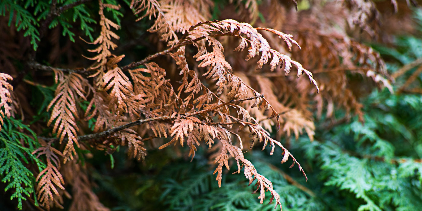 Thuja Hecke braune Stellen