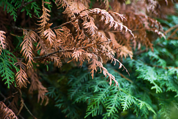 Thuja Hecke braune Stellen