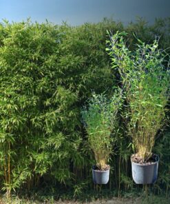 Bambus Hecke "Jumbo" online kaufen