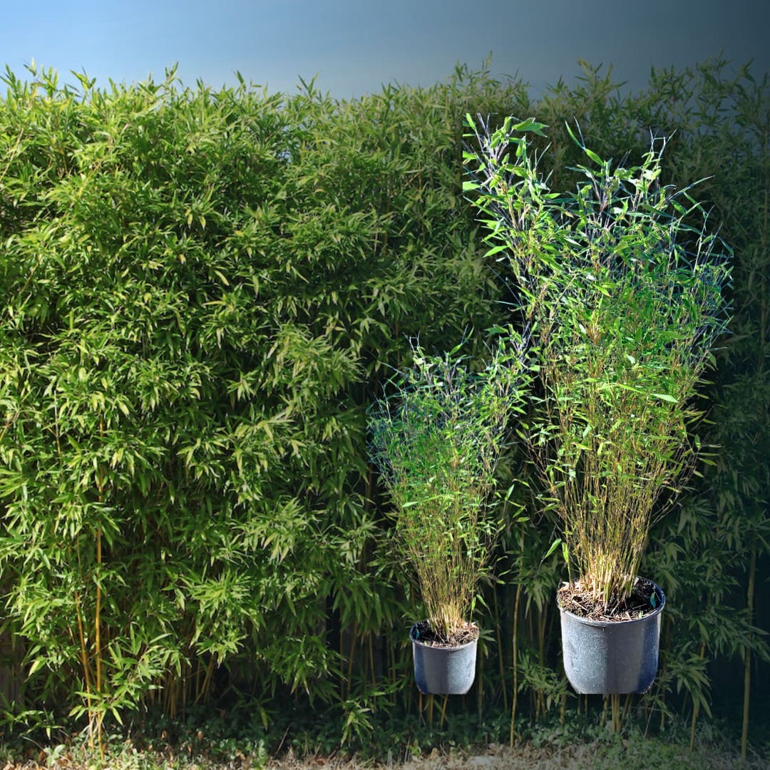 HainbuchenHecke in 7 Schritten Pflanzen & Pflegen