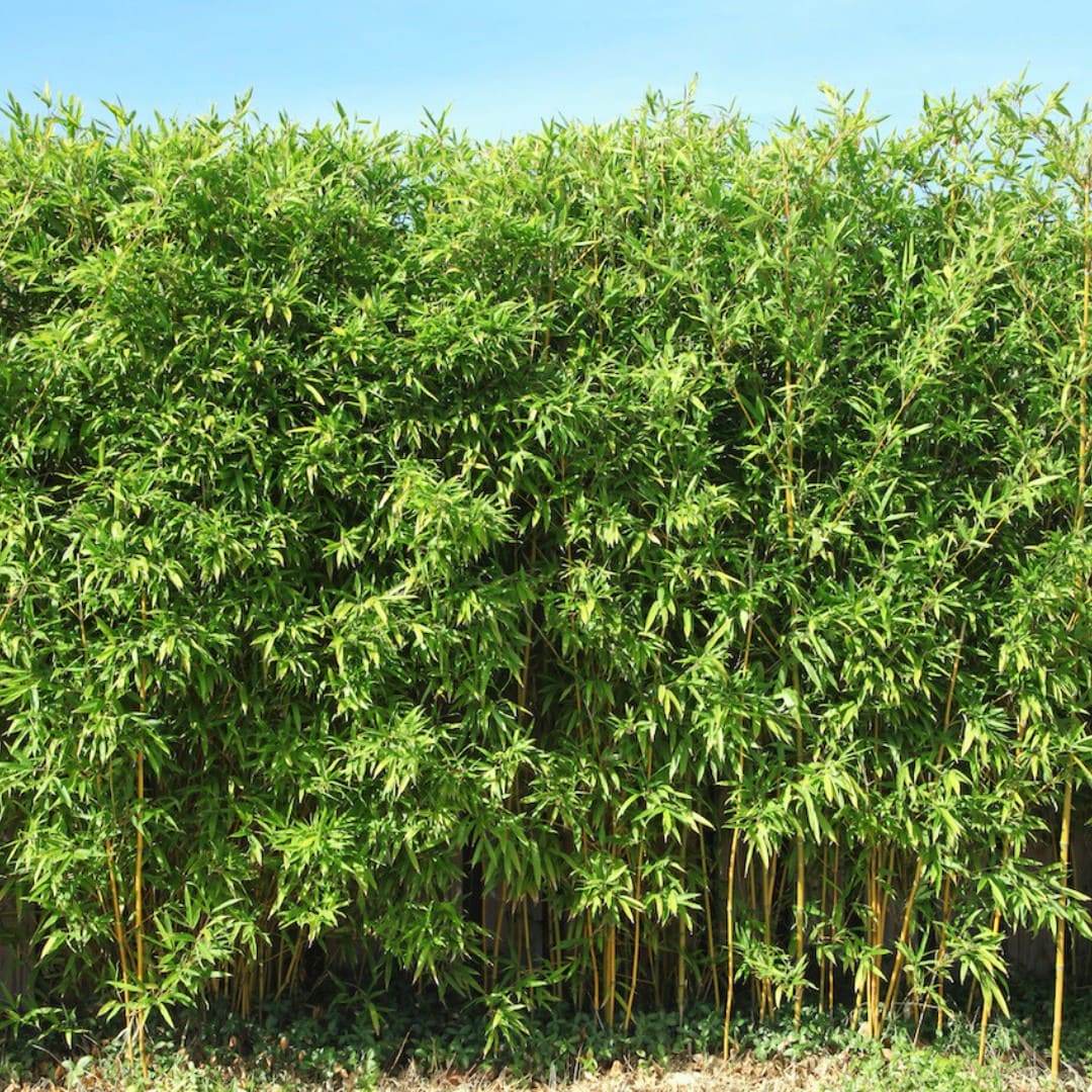 Bambus-Hecke 'Jumbo'