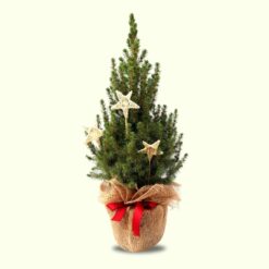 Weihnachtsdeko - Kleine Zuckerhutfichte geschmückt