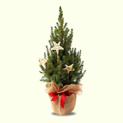 Weihnachtsdeko - Kleine Zuckerhutfichte geschmückt