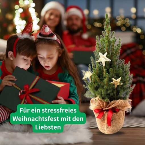 Miniatur-Weihnachtsbaum: Geschmückte Zuckerhutfichte im Topf (60-80cm)