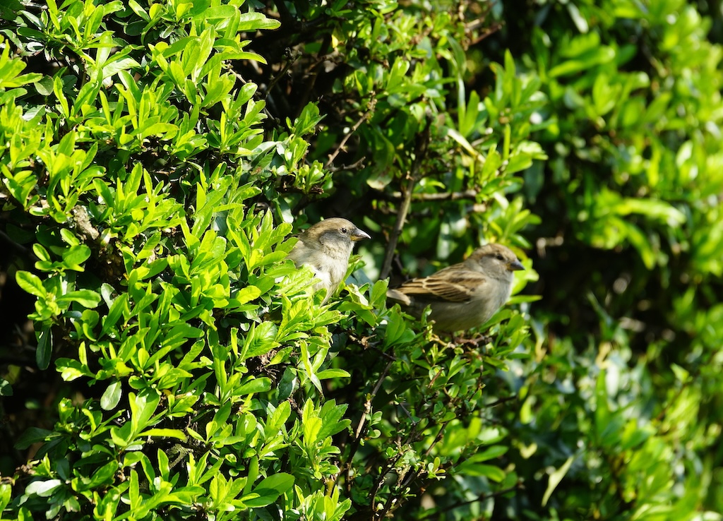 Vogelschutz Hecke