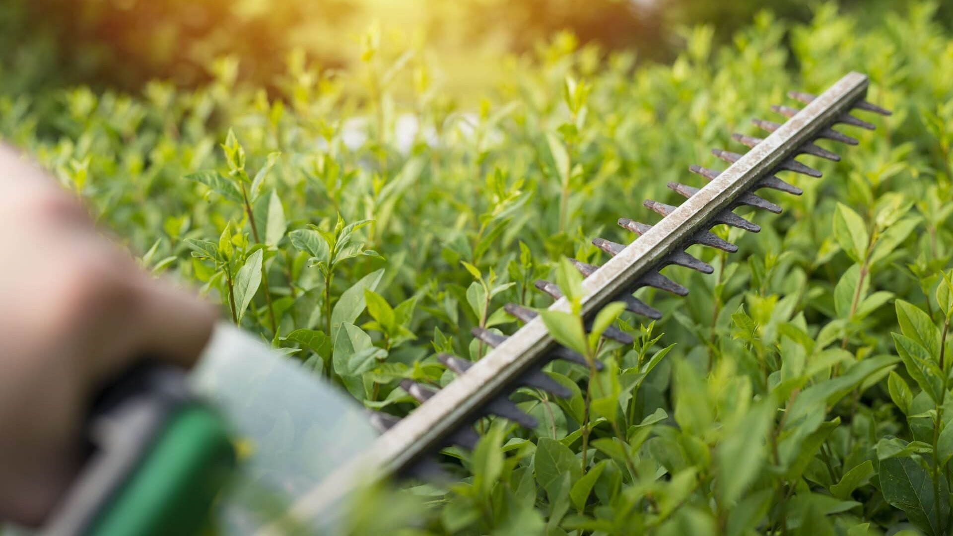 Kirschlorbeer schneiden Wie, Wann & Wie Oft [+ Tipps] 🌿