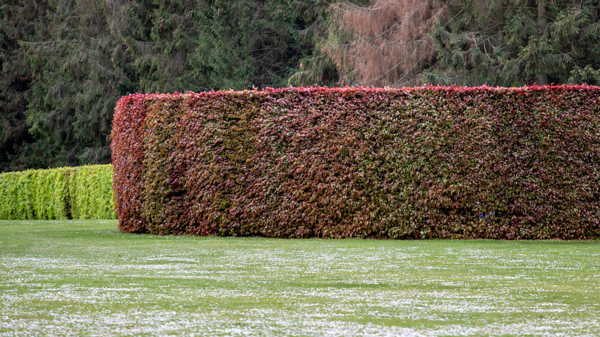 Buchenhecke schneiden