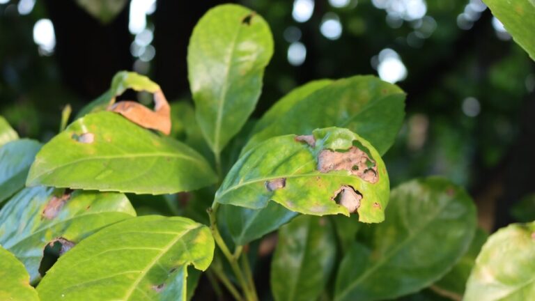 KirschlorbeerKrankheiten richtig bekämpfen [inkl. Bilder]🌿 Hecken Helge