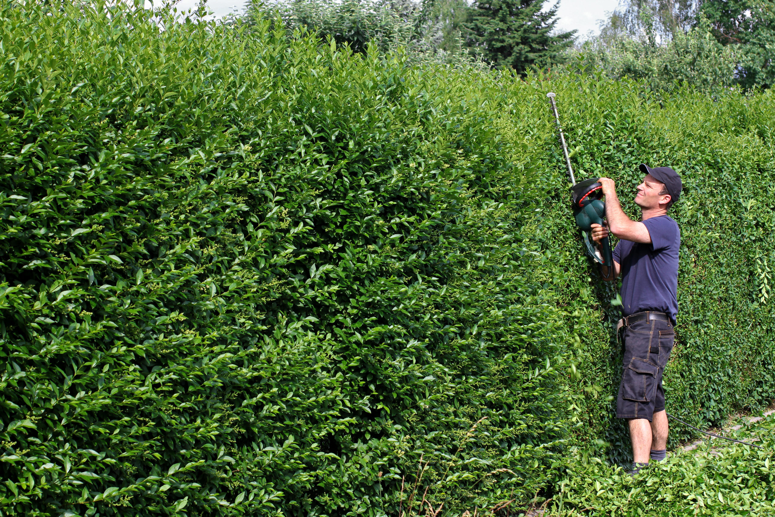 Liguster-Hecke schneiden: Wie, Wann & Wie Oft [+ Tipps] | Hecken Helge