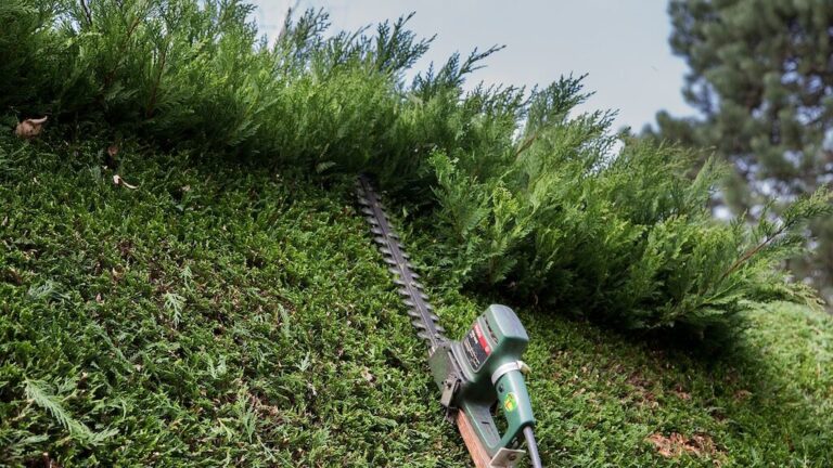 Wann Schneidet Man Thuja Hecken