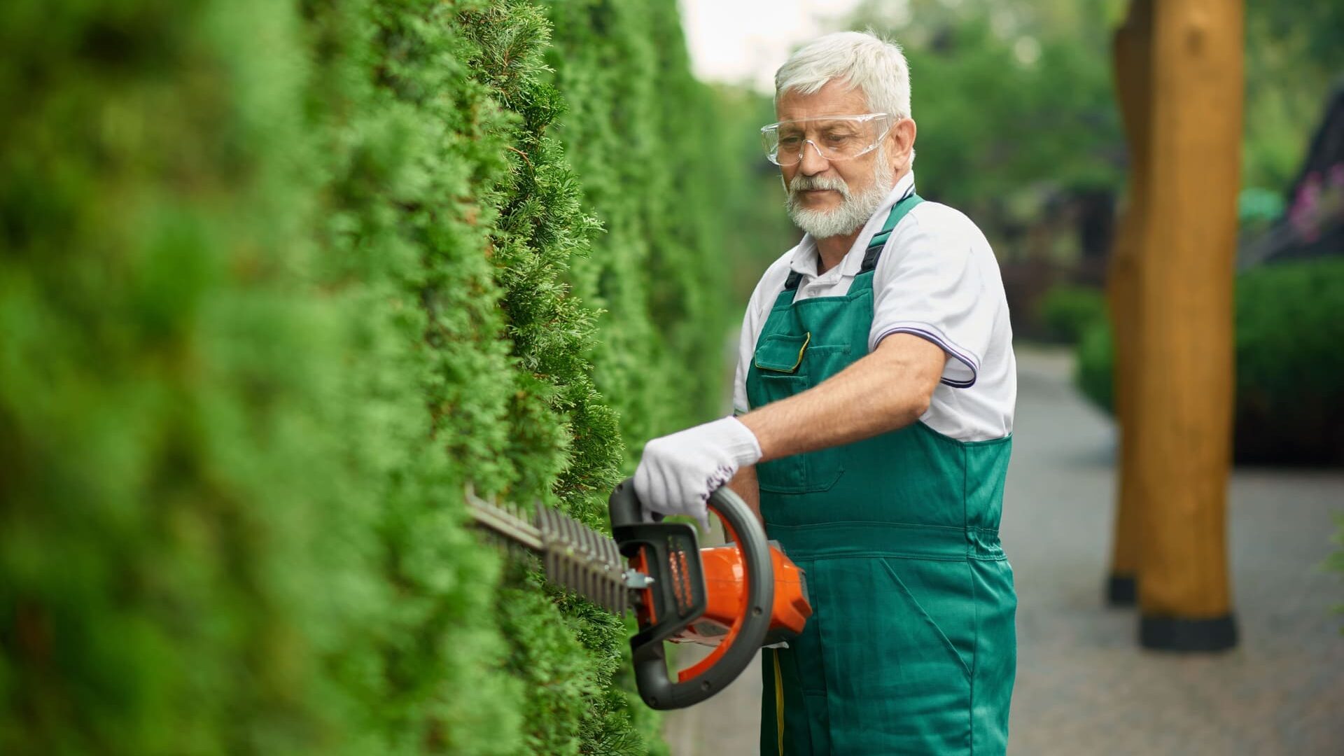 Thuja Hecke schneiden