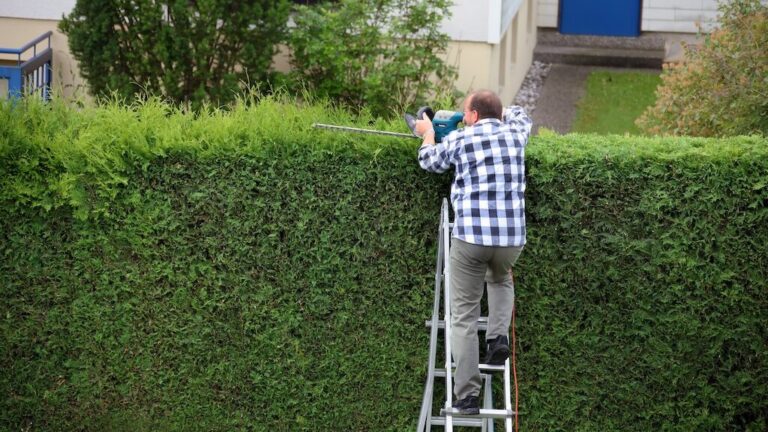 ThujaHecke schneiden Wie, Wann & Wie Oft [+ Tipps]🌿