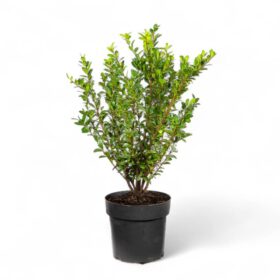 thuja essential oil 100% Pure Thuja Essential Oil (Cedar Leaf)