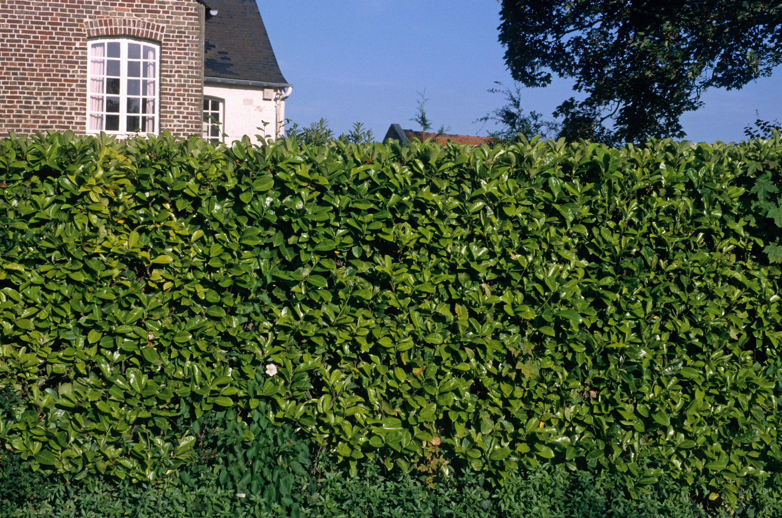 Kirschlorbeer Etna-Hecke in 7 Schritten Pflanzen & Pflegen