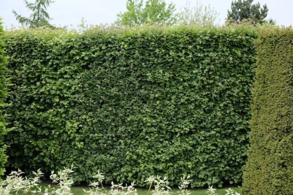 Acer Campestre Steckbrief