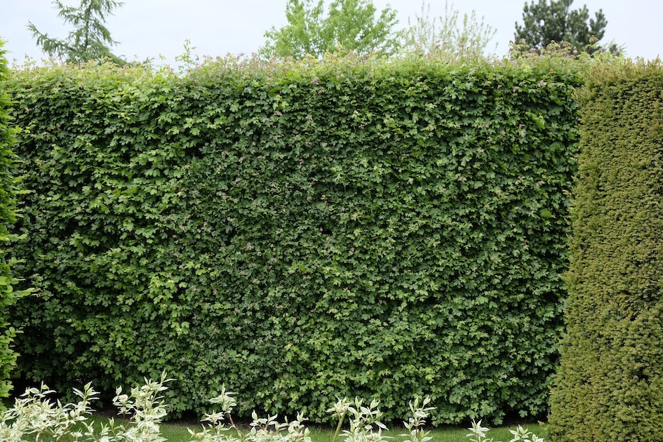 Acer Campestre Steckbrief