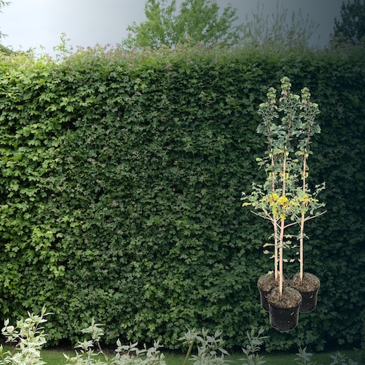 Feldahorn Hecke kaufen