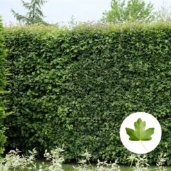 Feldahorn Hecke kaufen