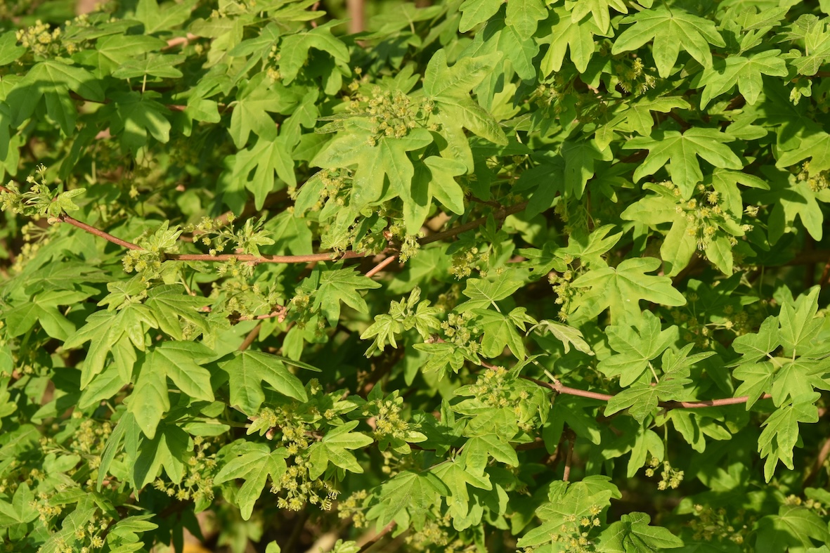 Feldahorn Hecke kaufen