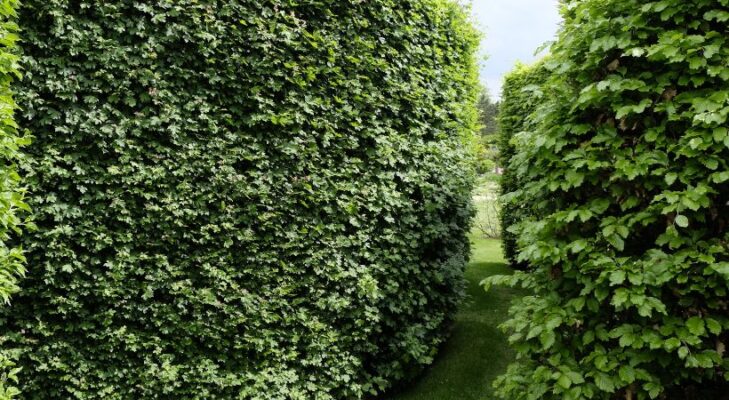 Feldahorn Hecke kaufen