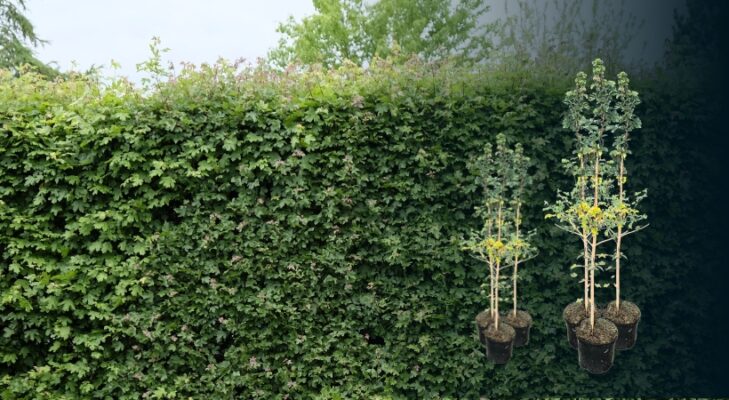 Feldahorn Hecke kaufen