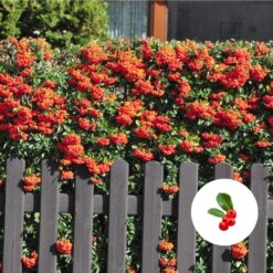 Feuerdorn Red Column Hecke kaufen