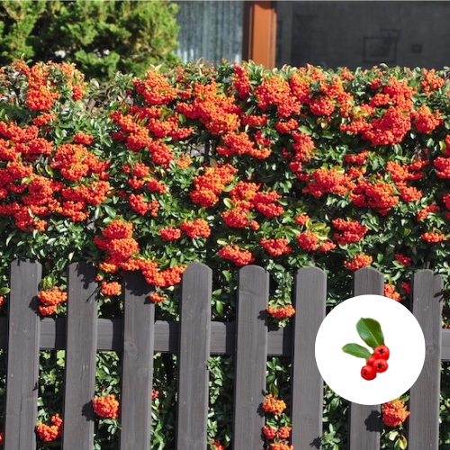 Feuerdorn Red Column Hecke kaufen
