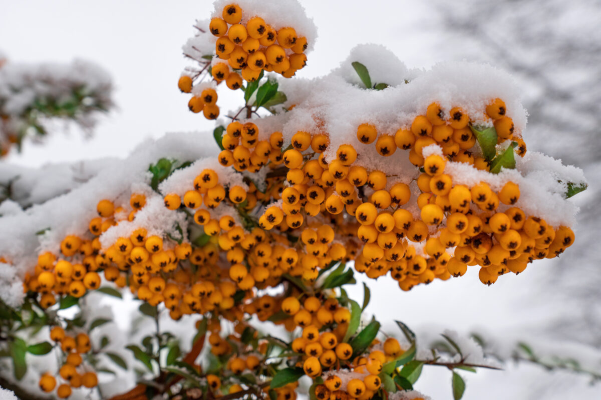 Feuerdorn ‘Orange glow’ Hecke kaufen