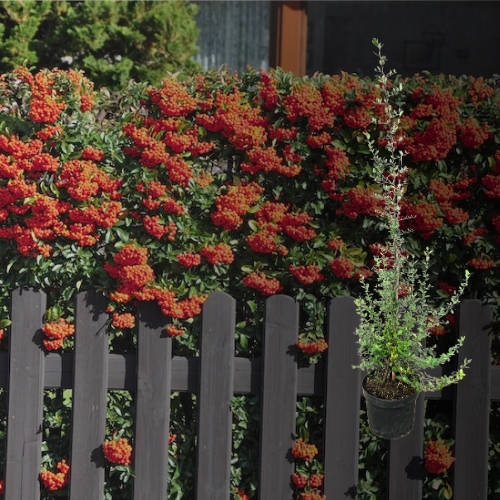 Feuerdorn Red Column Hecke kaufen