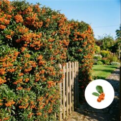 Feuerdorn ‘Orange glow’ Hecke kaufen