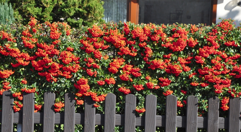 Feuerdorn Red Column Hecke kaufen