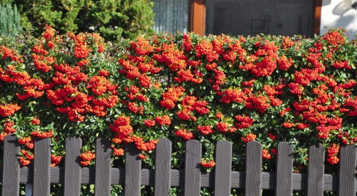 Feuerdorn Red Column Hecke perfekt pflanzen & pflegen