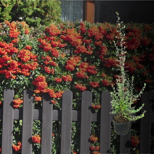 Feuerdorn Red Column Hecke kaufen